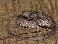 Spotted Slug Snake  - Doi Inthanon NP