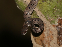 Spotted Slug Snake  - Thung Raya - Na Sak WS