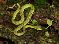 Sumatran Pit Viper  - Bala