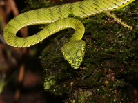 Sumatran Pit Viper  - Bala