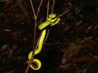 Tenasserim Green Pit Viper - female  - Thong Pha Phum NP