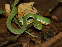 Tenasserim Green Pit Viper - male  - Khao Laem NP