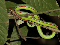 Tenasserim Green Pit Viper - male  - Khao Laem NP