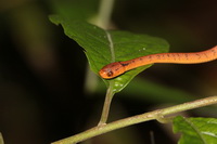 Twin Slug Snake  - Doi Inthanon NP