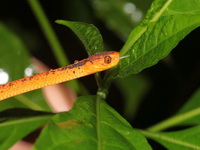 Twin Slug Snake  - Doi Phu Kha NP