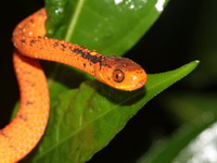 Twin Slug Snake  - Doi Phu Kha NP