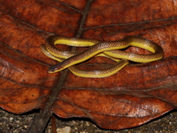 Variable Reed Snake  - Bala