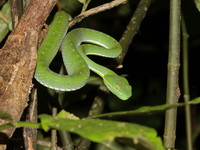 Vogel's Pit Viper - male  - Khao Soi Dao WS