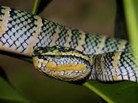 Wagler's Pit Viper - female  - Phuket