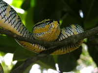 Wagler's Pit Viper - female  - Phuket