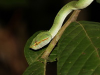 Wagler's Pit Viper - male  - Khao Pra Bang Khram WS