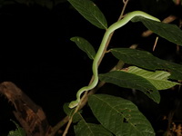 Wagler's Pit Viper - male  - Khao Pra Bang Khram WS