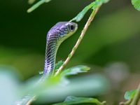 White-bellied Rat Snake  - Khao Luang Krung Ching NP