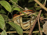 White-bellied Rat Snake  - Kui Buri NP