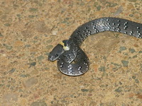 White-spotted Slug Snake  - Kaeng Krachan NP