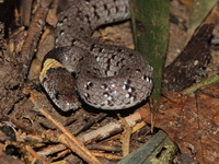 White-spotted Slug Snake  - Baan Maka