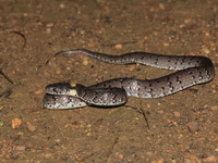 White-spotted Slug Snake  - Kaeng Krachan NP