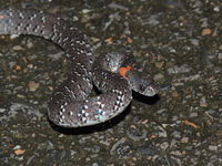 White-spotted Slug Snake  - Khao Banthad WS