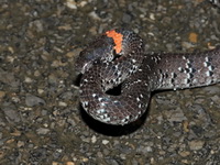 White-spotted Slug Snake  - Khao Banthad WS