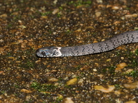 White-spotted Slug Snake  - Doi Tung