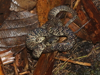 White-spotted Slug Snake  - Khao Ramrom