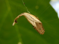Arachnura melanura  - Phuket