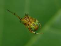 Araneus mitificus  - Phuket