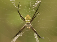 Argiope aemula  - Nong Maka Forest