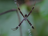 Argiope catenulata  - Chumphon