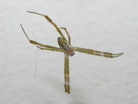 Argiope catenulata  - Phuket