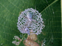 Argiope chloreides  - Khao Luang Krung Ching NP