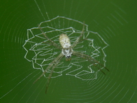 Argiope chloreis  - Phuket