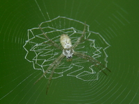 Argiope chloreis  - Phuket