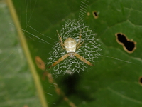 Argiope chloreis  - Kaeng Krachan NP