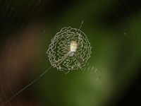 Argiope chloreis  - Nakhon Sawan