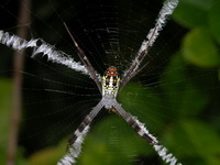 Argiope dang  - Phuket