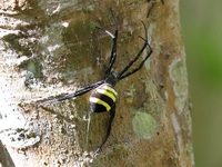 Argiope hinderlichi  - Doi Inthanon NP