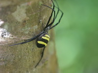 Argiope hinderlichi  - Doi Inthanon NP