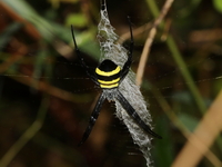 Argiope hinderlichi  - Doi Inthanon NP