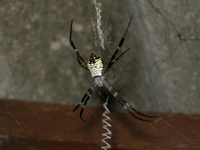 Argiope mangal - female  - Phuket