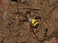 Argiope versicolor - female  - Bang Lang NP