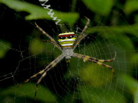 Argiope versicolor - female  - Phuket