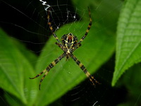 Argiope versicolor - female  - Phuket