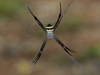 Argiope versicolor - female  - Doi Inthanon NP