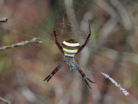 Argiope versicolor - female  - Phu Kradueng NP