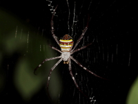 Argiope versicolor - female  - Baan Maka