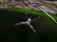 Argiope versicolor - male  - Phuket