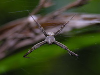 Argiope versicolor - male  - Phuket