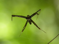 Argiope versicolor - male  - Phuket