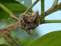 Caerostris sumatrana  - Sri Phang Nga NP